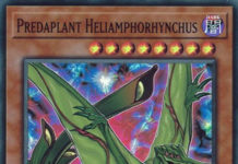 Predaplant Heliamphorhynchus