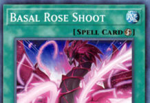 Basal Rose Shoot