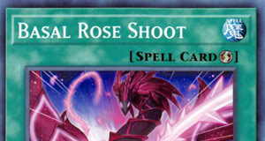 Basal Rose Shoot