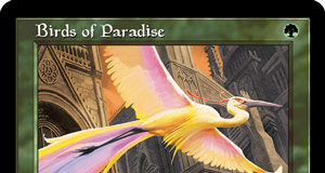 Birds of Paradise