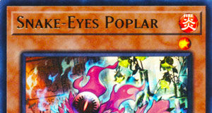 Snake-Eyes Poplar
