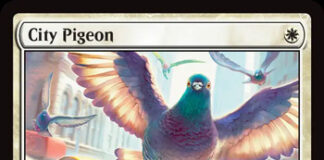 City Pigeon